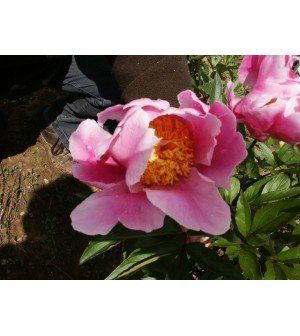 Professeur Jean-Marie Duvernay