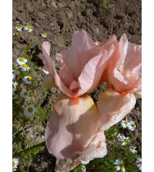 Pink Garlant