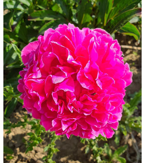 Victoire de la Marne