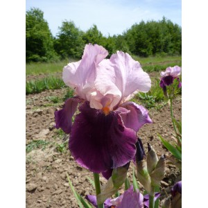 Les iris germanica